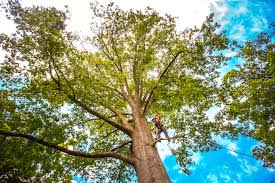 Best Seasonal Cleanup (Spring/Fall)  in Beverly, MA