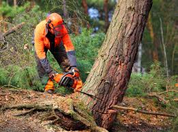 Best Emergency Tree Removal  in Beverly, MA