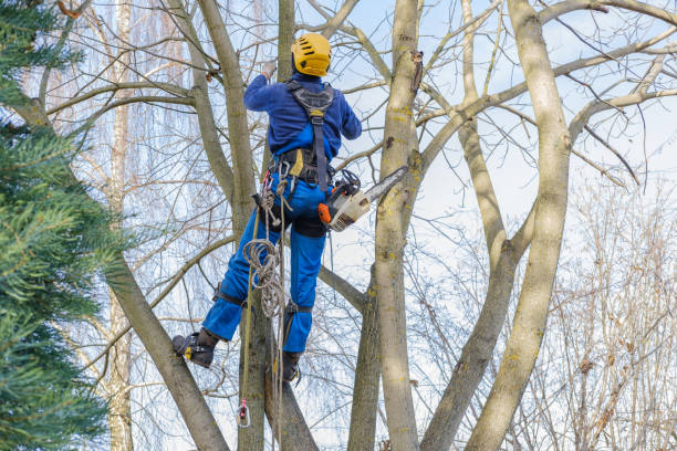 Best Palm Tree Trimming  in Beverly, MA