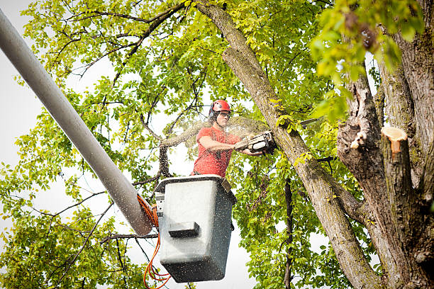 Best Tree Preservation Services  in Beverly, MA