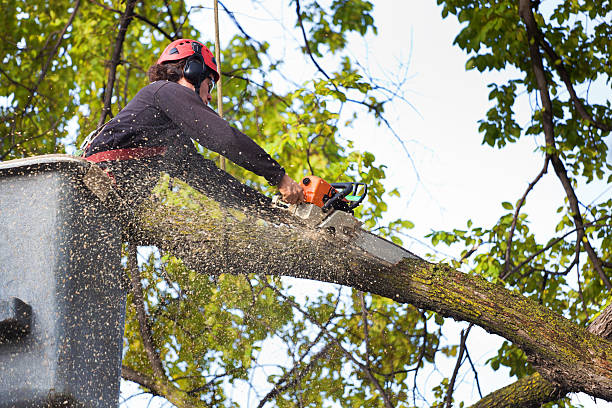 Best Weed Control  in Beverly, MA